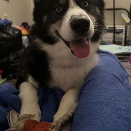 Blue - Black and white Siberian Husky puppy in Southfield, Michigan from Dave’s Huskies