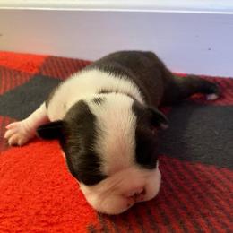 Pablo - Black brindle and white male Boston Terrier puppy in Imperial, Missouri from Boston Kup Breeders