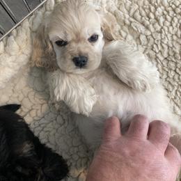 Cocker Spaniel Puppies from Palmtree Cockers