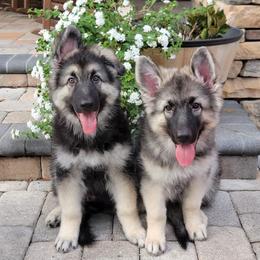 Tiger - Black and silver male Shiloh Shepherd puppy in Plant City, Florida from Look Up Shilohs
