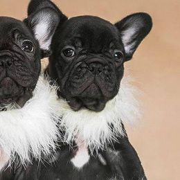 French Bulldogs from Reveries French Bulldogs