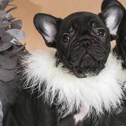 French Bulldogs from Reveries French Bulldogs