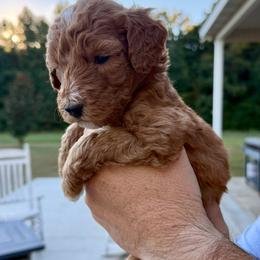 Mint Girl (Molly) - Yellow and white female Bernedoodle puppy in Moulton, Alabama from Triple W Doodles