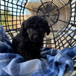 Kevin - Black male Poodle puppy in Lathrop, California from Stellar Poodles