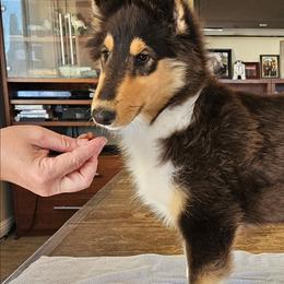 FAITH - Black white and tan female Collie puppy in Lancaster, California from Kaslynkay's Collies