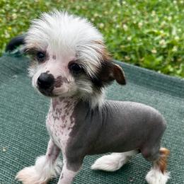 Hairless girl - Slate female Chinese Crested puppy in Rockvale, Tennessee from Cosmic Chinese Cresteds & Wind-Echo Poodles