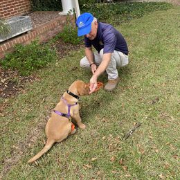Labrador Retriever Puppies from Spring Water Labs of the Carolinas