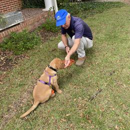 Labrador Retriever Puppies from Spring Water Labs of the Carolinas