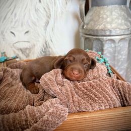 Dachshund Puppies from GE Miniature Dachshunds
