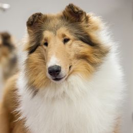 Collie Puppies from Creekwood Collies