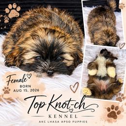 Amber - Golden female Lhasa Apso puppy in Middleburgh, New York from Top Knotch