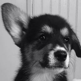 Pembroke Welsh Corgis from JK Corgis