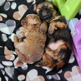 Shih Tzu Puppies from A fuzzy piece of heaven