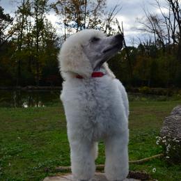 Poodle Puppies from D and D Standard Poodles