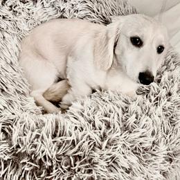 Falkor - Dachshund