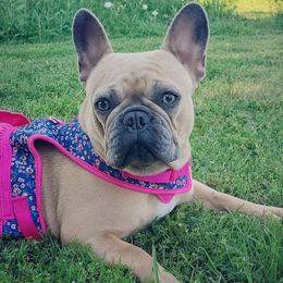 French Bulldogs from Priscila Sosa's French Bulldogs