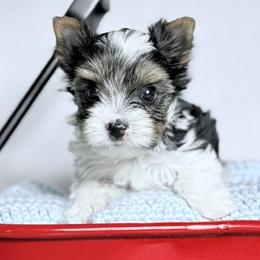 Mickey - Black tan and white male Biewer Terrier puppy in Cartersville, Georgia from Alpha Tiny Paws