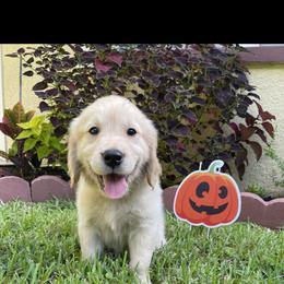 Golden Retriever Puppies from All shades Golden