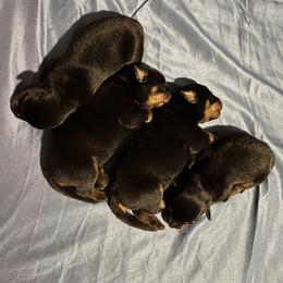 Rottweiler Puppies from Vom Arnold-Hause Rottweilers