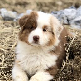 “MoJo”  - Australian Shepherd