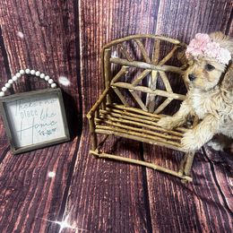 Cinnamon - Red female Cavapoo puppy in Spokane, Washington from Treasured Cavaliers of the Pacific Northwest