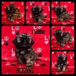 Noelle - Sable female Shih Tzu puppy in Yelm, Washington from Lala's All Star Shih Tzu