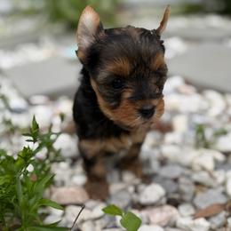 Yorkie Girl 2 - Black and tan female Yorkshire Terrier puppy in Summerville, South Carolina from Our Yorkie and Morkie Puppies of Summerville, South Carolina.