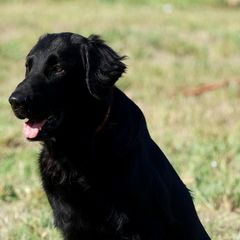 English Springer Spaniels and Flat-Coated Retrievers from Rustic Sporting Dogs