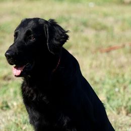 English Springer Spaniels and Flat-Coated Retrievers from Rustic Sporting Dogs