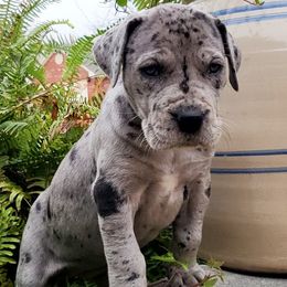 Great Danes from Bois D'Arc Danes