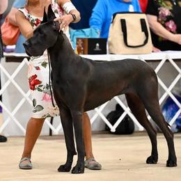 Skeeter - Great Dane