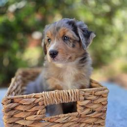 Jelly Bean - Blue merle male Australian Shepherd puppy in Summerville, South Carolina from Flowertown Aussies