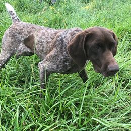 Sweets - German Shorthaired Pointer
