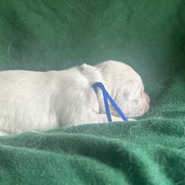 Boy pick 7 - Light golden male Golden Retriever puppy in Waterford, Pennsylvania from Living on Faiths Golden Retrievers