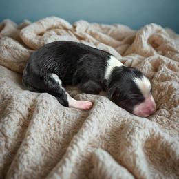 Bagel - Black and white male Aussiedoodle puppy in Ellenburg Center, New York from Kristin's Puppies