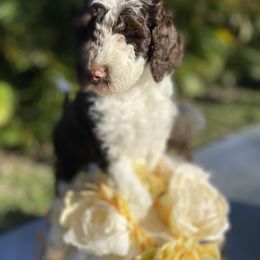 Aussiedoodle and Goldendoodle Puppies from Cuddly Doodles