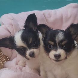 Girl 1 - White black and tan female Papillon puppy in Florida from Tammy's Papillon Playpen