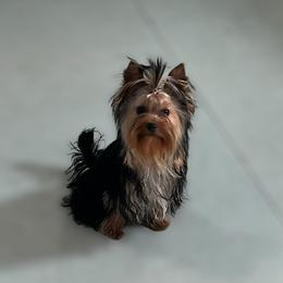 Dale - Black and gold male Yorkshire Terrier puppy in Kendallville, Indiana from Yorkies Kisses/Rusalka Siren Song