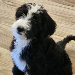 Clover - Black and white female Bernedoodle puppy in Henderson, Colorado from Huggable Bernedoodles of Colorado LLC