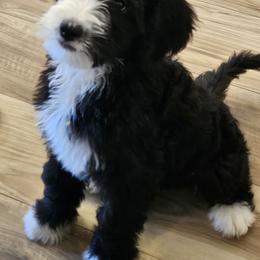 Clover - Black and white female Bernedoodle puppy in Henderson, Colorado from Huggable Bernedoodles of Colorado LLC