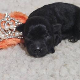 Tango - Black male Maltipoo puppy in Arkansas from Brew House