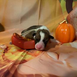 Pancake - White and red female Pembroke Welsh Corgi puppy in Saint George, South Carolina from Carolina cotton candy corgis