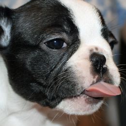 French Bulldogs from Pryde French Bulldogs