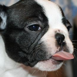 French Bulldogs from Pryde French Bulldogs
