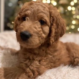 Goldendoodle Puppies from Oswego Doodles LLC