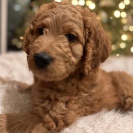 Goldendoodle Puppies from Oswego Doodles LLC