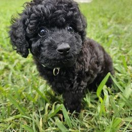 Grey boy - Black male Goldendoodle puppy in Wildwood, Florida from We R Mini Doodles