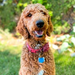 Rosa - Poodle