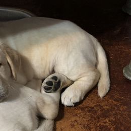 Labrador Retrievers from Fairview Labradors