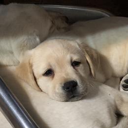 Labrador Retrievers from Fairview Labradors